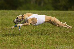 Coursing Championship of Czech Republic 2014