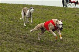 CCLA Coursing