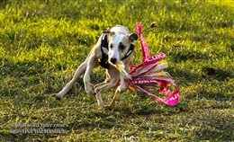 Xmas Coursing Training Vranov pri Brne, 2014