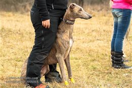 Coursing training