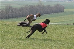 CACIL Coursing