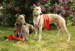 Slovak Coursing Championship 2015