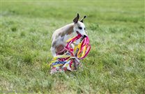 28.6.2014; Medlanky - Brno; coursing training