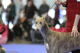 International Dog Show 2xCACIB