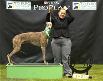 Alec won his class on both days, on Eurosighthound Show on Saturday receiving Exc1, Ck (Quality Certificate) and BOS of intermediate class from judge Vittorio Passerino :-)
