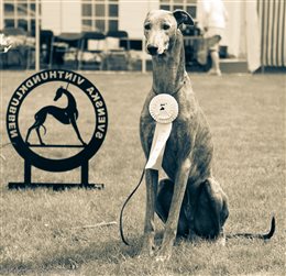 2014 FCI Eurosighthound Show