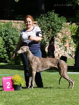 Special Sighthound Show