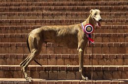 National/International Dog Show