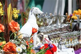 Slovak Sighthound's Club Show