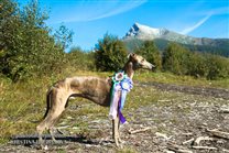 Alec with his rossettes in High Tatras with peak Kriváň in background, where we spent rest of the weekend:-)
