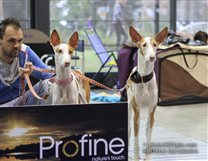 23.10.: National Dog Show by EDS: Amelia & Brita (podenco ibicenco) watching the greyhound ring :-)