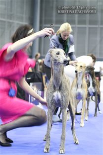 23.10.: National Dog Show by EDS