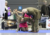 23.10.: National Dog Show by EDS