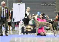 23.10.: National Dog Show by EDS