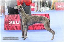 24.10.: European Dog Show