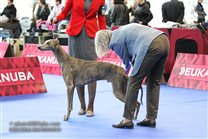 24.10.: European Dog Show