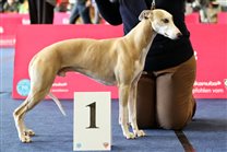 17.5. IHA Wieselburg, Judge Goran Bodegard: Lucky gets Exc and FIRST PLACE of intermediate class (out of 3 dogs)!!! surprise of this show weekend :-) On the second day receiving mark Exc from Bo Bengston, USA!!

