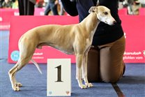 17.5. IHA Wieselburg, Judge Goran Bodegard: Lucky gets Exc and FIRST PLACE of intermediate class (out of 3 dogs)!!! surprise of this show weekend :-) On the second day receiving mark Exc from Bo Bengston, USA!!

