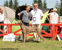 Best of Breed,CACIB,CWC, EXc1 received from judge Mr.Andrzej Szutkiewicz