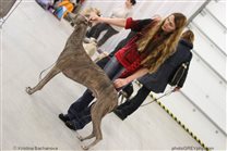 Ina Koulermou with Alec - show training (Ina's Fashion Greyhounds)