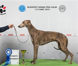 GRAND PRIX CACIB Budapest