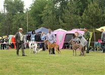 CACIB Males. EC White Domino, EC Reporter, Straight ahead Basil