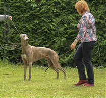 Sighthound Specialty, judge: Mrs. Csilla Juhasz