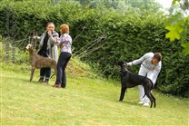 In the ring with Jet's I've Got what it takes (Sighthound Specialty, Champion Class)