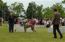 CACIB Sunday, Judge: Otto Schimpf, Austria