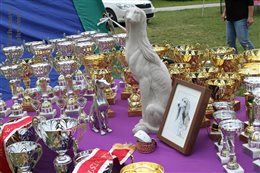 Anniversary Specialty Sighthound Club Show in Jasenie