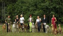 Greyhound group photo :-)