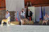 Alec is BIG 1 (Best in (FCI X) Group) or most beautiful sighthound of the show:-)