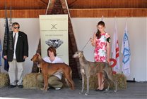 On Sunday BIG2 - second most beautiful sighthound of the show:-)