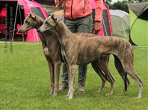 Blue brindle couple: Alec & Bonnie