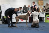 Mr.Härling judging, Alec handled by Michaela Kamenarova