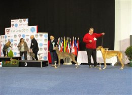 International Hunde Ausstellung in Graz