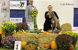 Sighthound Specialty of Slovak Sighthound Club