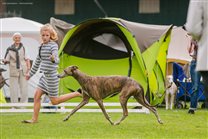 Alec in the ring with handler Mia from Austria
