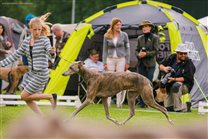 Alec in the ring with handler Mia from Austria