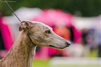 Head profile