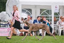 Sunday: Best in Show ring