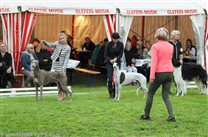 Saturday: Best in Show ring, Alec being short listed