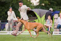 with the best of best handlers Attila Schlosser in Junior BIS ring