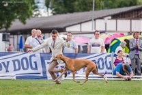 with the best of best handlers Attila Schlosser in Junior BIS ring