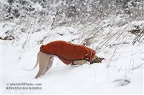 Lucky prooves the quality of snow :-)