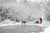 Winter fairy tale