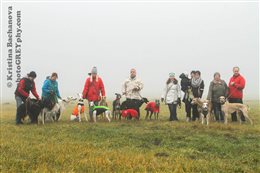 2015 Xmas Sighthound Walking