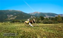 free running on mountain pastures (Podbanské) 