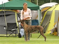 Day 1: Judge - F.Gerritsen, NL, Straight ahead Beryll in champion class