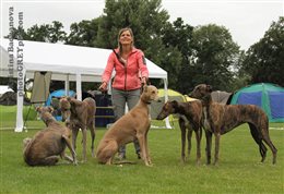 2015 Donaueschingen Sighthound Festival